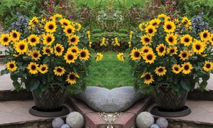 One, Two or Three Helianthus Sunflower SunBelievable Plants