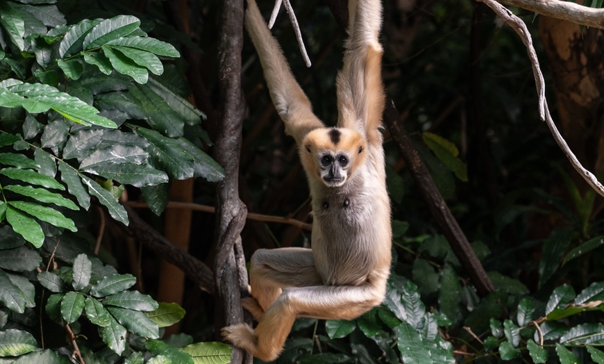 Image 17: Admission for One Child or Adult to Bronx Zoo