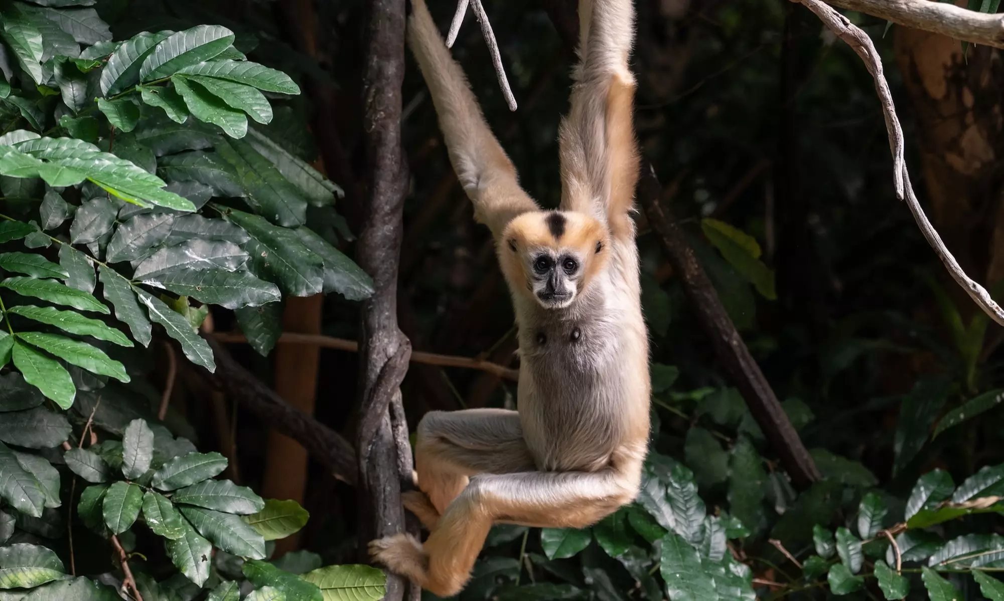 Admission for One Child or Adult to Bronx Zoo