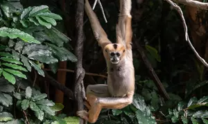 Admission for One Child or Adult to Bronx Zoo