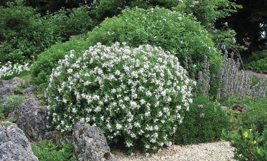 Image 7: Daphne 'Eternal Fragrance' – 1 or 2 Potted Plants