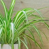 Image 1: Pet-Friendly Houseplant Collection