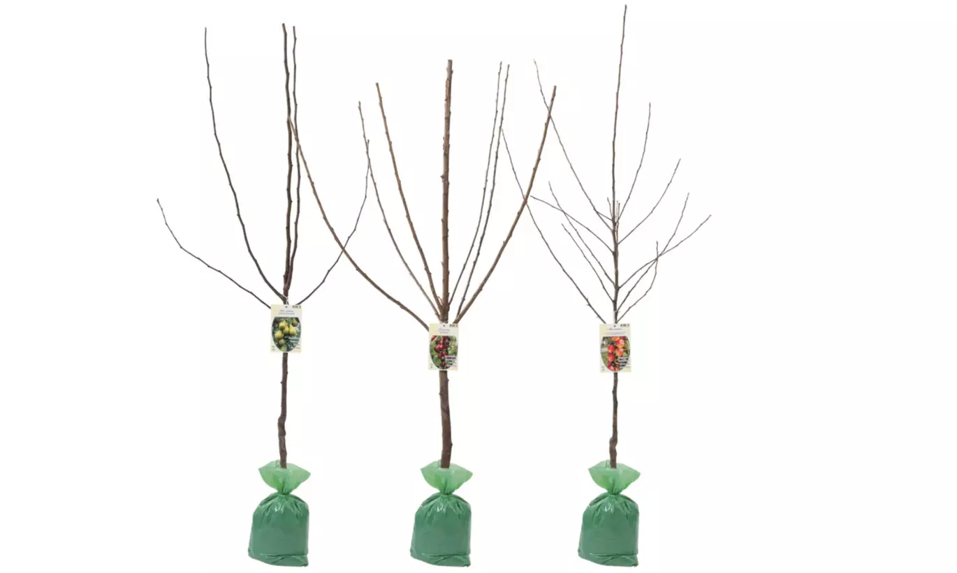 Set de 3 árboles frutales: Manzano, Peral y Cerezo