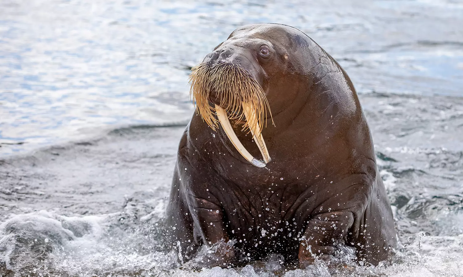 Einrittskarte "Dolfinarium" in Harderwijk, Niederlande für 1 Person