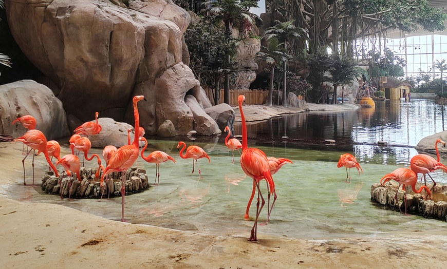 Image 1: Emirates Park Zoo, The National Aquarium or Snow Park Passes & More