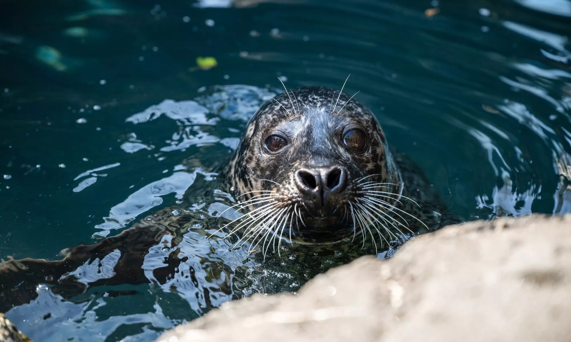 Admission for One Child or Adult to Central Park Zoo