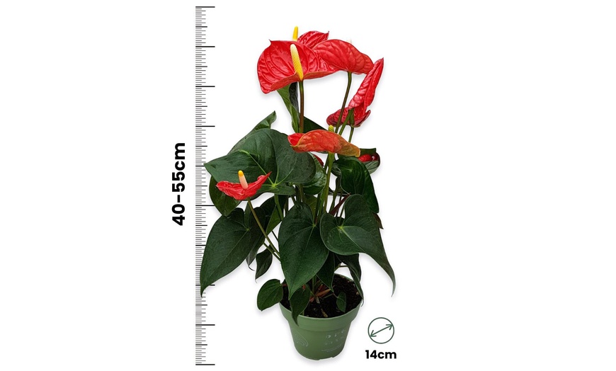 Image 19: Rootz — Plante d'intérieur tropicale Anthurium