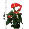 Image 19: Rootz — Plante d'intérieur tropicale Anthurium