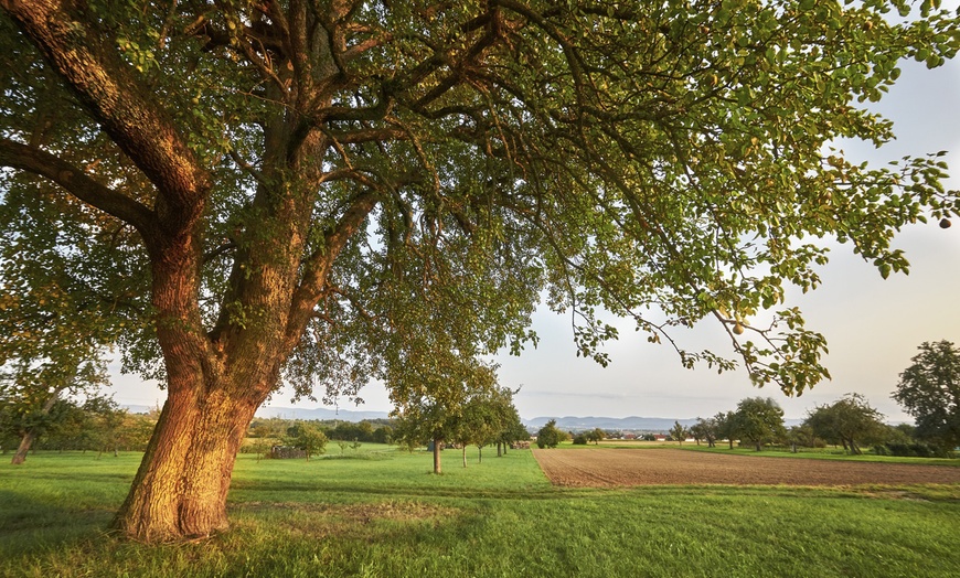 Image 18: Set di 5 alberi da frutta 