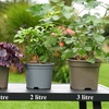 Image 17: One, Two or Three Clematis Potted Plants