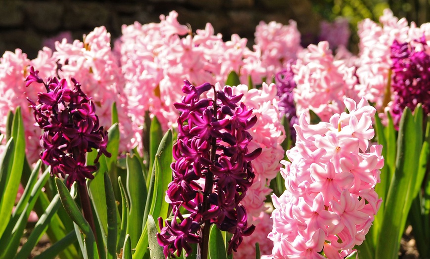 Image 8: Tot 40 Hyacint-bloembollen