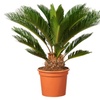 Image 1: 1 ou 2 Cycas du Japon "Cycas revoluta" de Gardenzo