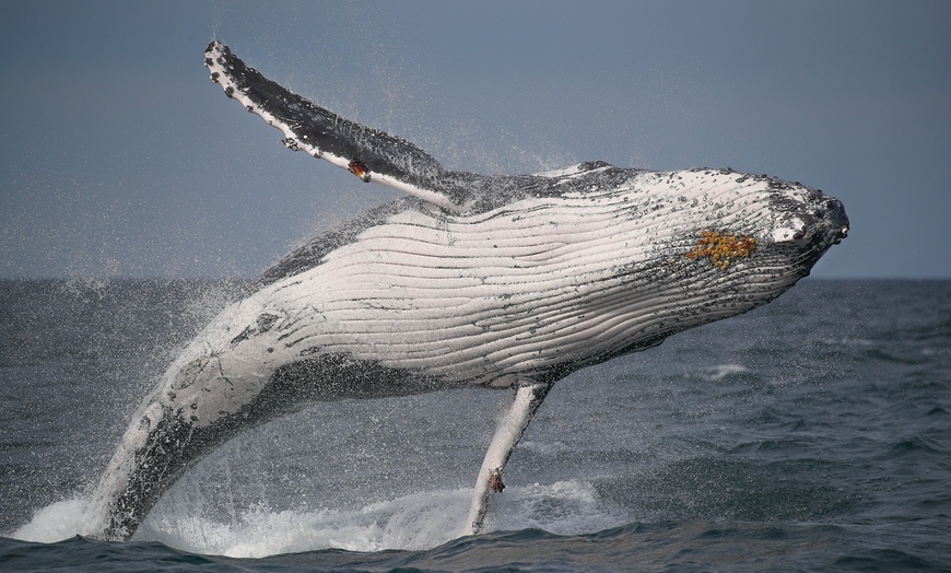 Image 7: Join Whale Watching Sydney for a 2-Hour Express Whale Watching Cruise