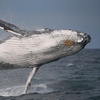 Image 7: Join Whale Watching Sydney for a 2-Hour Express Whale Watching Cruise