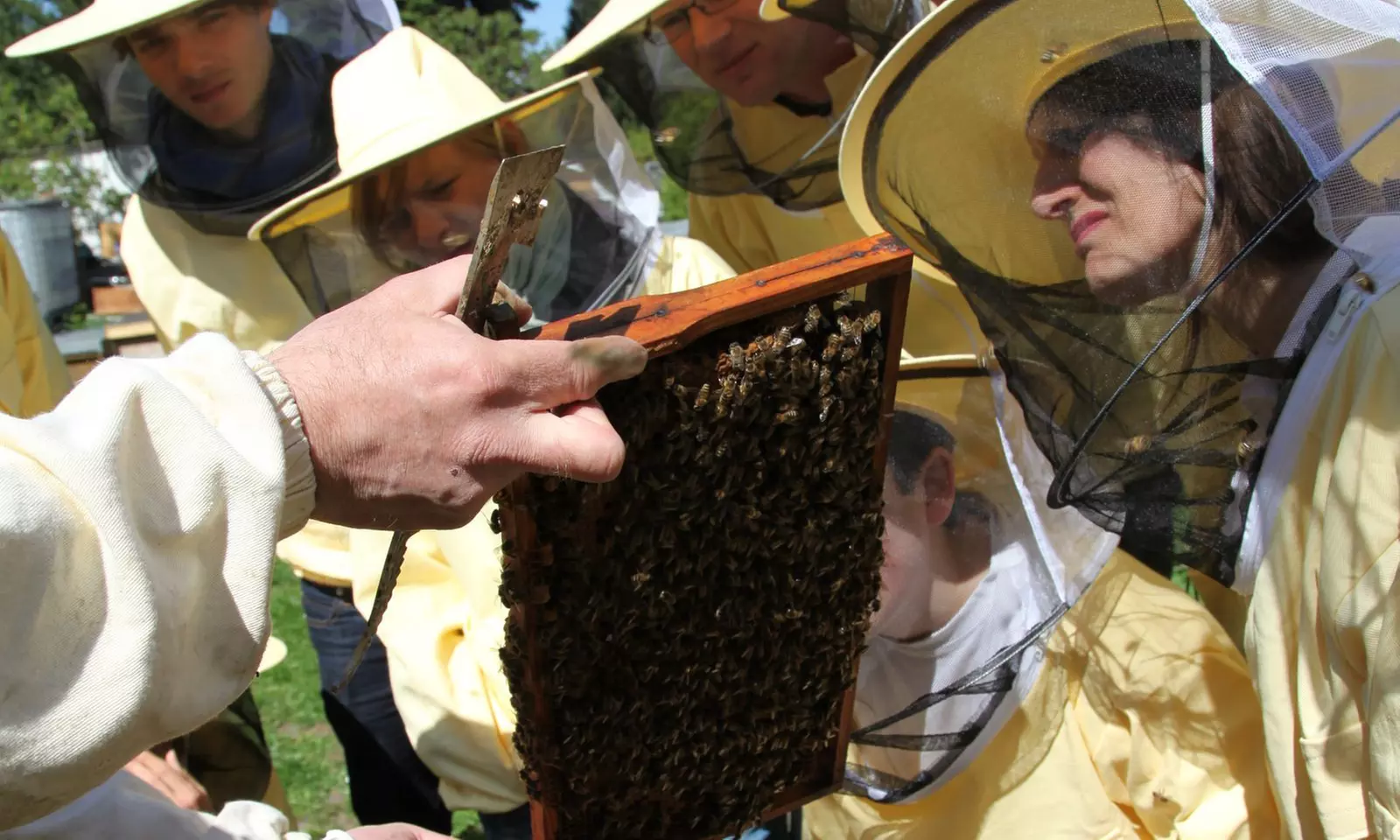 4 Std. Imker-Schnupperkurs inkl. 2 Gläser Bio-Honig für 1-2 Personen