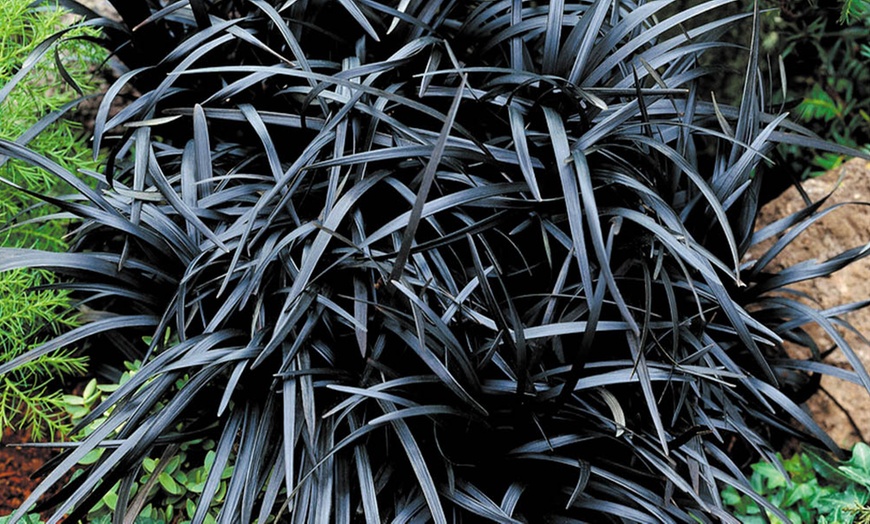 Image 4: Pack of Three Ophiopogon Black Mondo Grass potted Plants 
