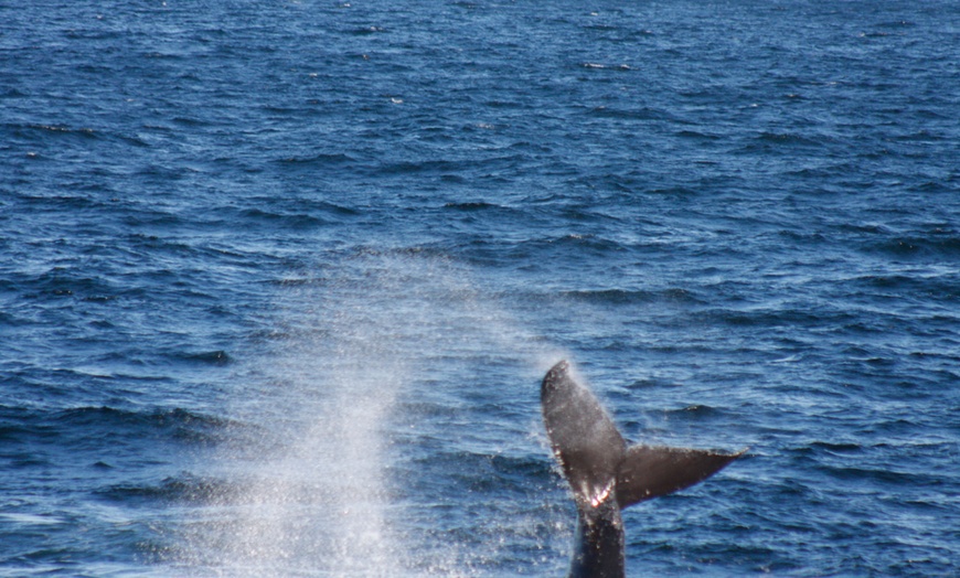 Image 3: 3-Hour Whale, Dolphin & Bird Trip - Experience Nature Close Up! 