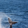 Image 8: Up to 30% Off Whale and Dolphin Watching at Starlight Fleet