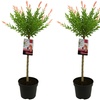 Image 5: 1 o 2 plantas de sauce ornamental de 90 cm en maceta