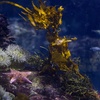 Image 7: Aquarium of the Pacific: Admission for All Ages Up to 33% Off