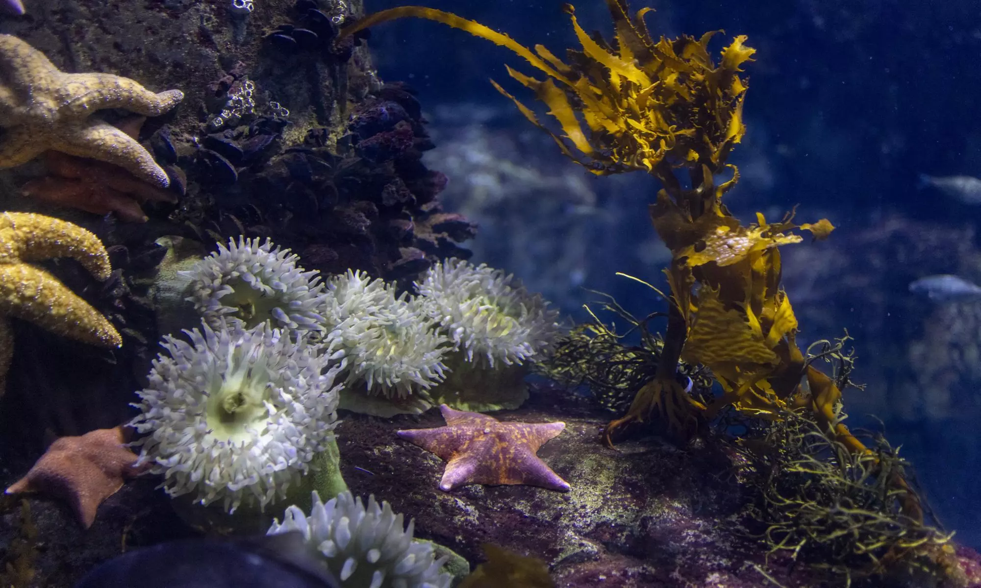 Aquarium of the Pacific: Admission for All Ages