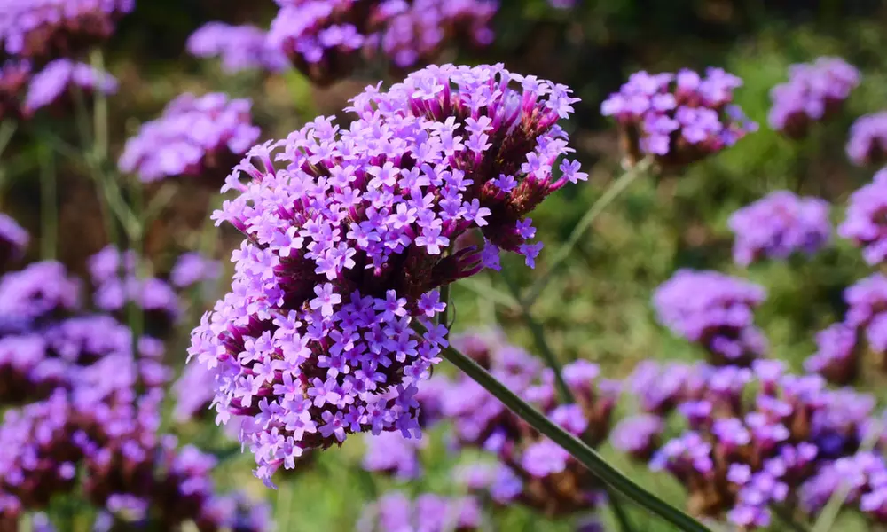 NatureNest 'Stella'-borderpakket