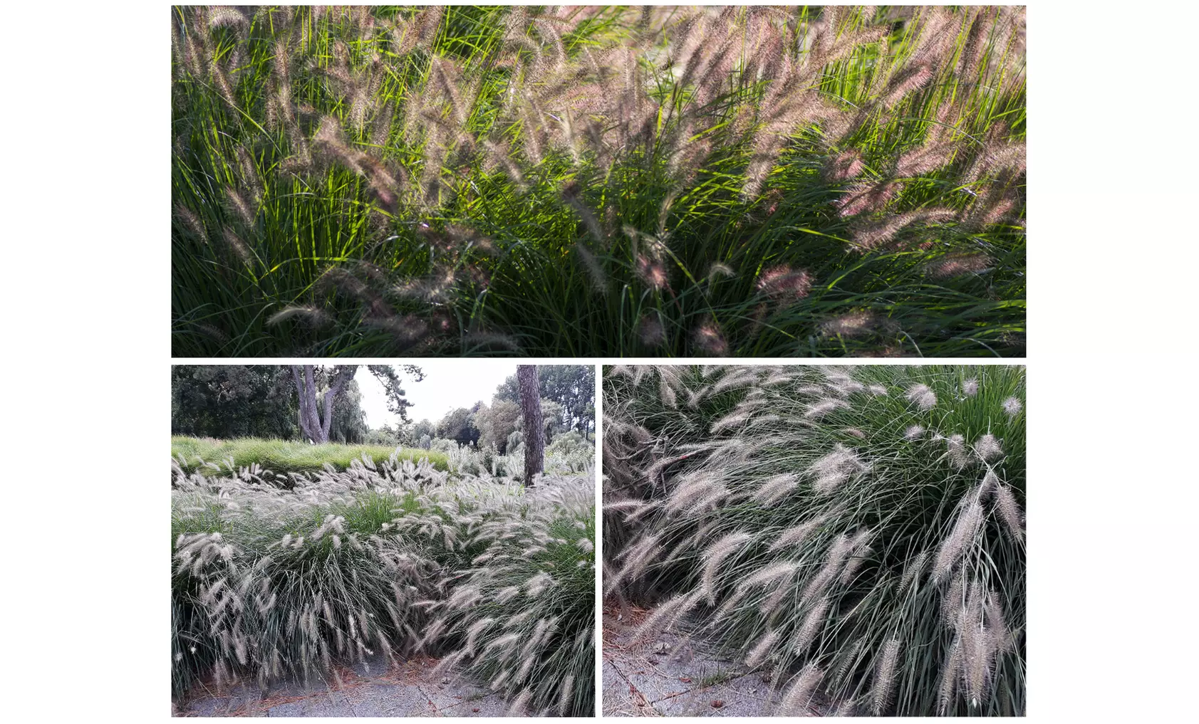 Set van 4 of 8 Lampenpoetsergras planten