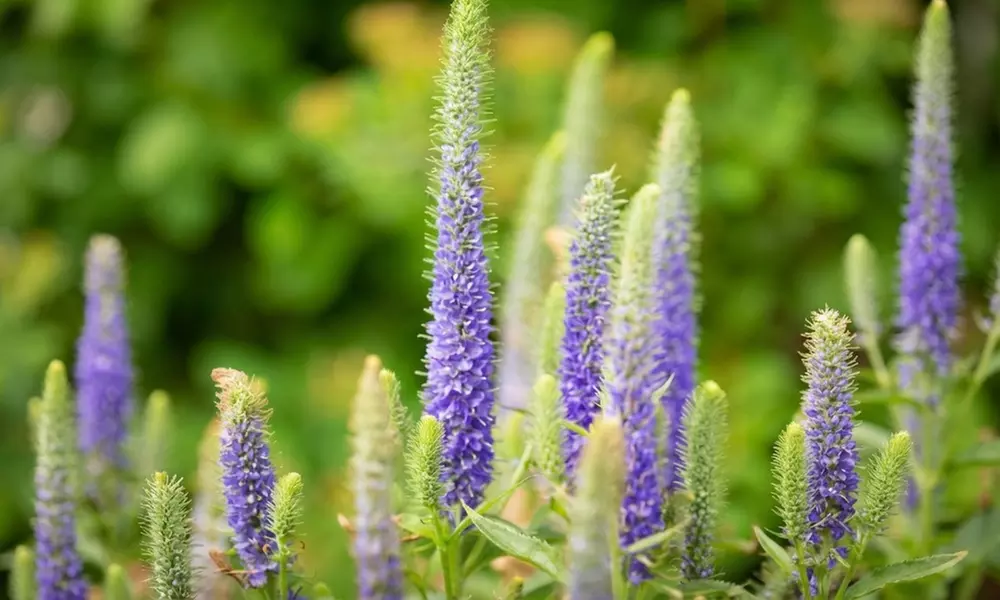 Mehrjähriges Stauden-Set „Isa“ mit 10 Pflanzen