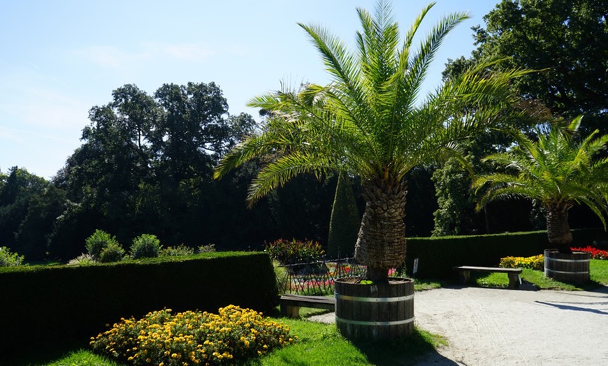 Image 3: One or Two Canary Island Phoenix Palm Trees