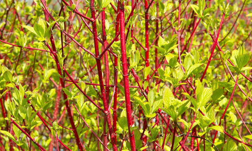 Image 2: Cornus Midwinter Fire Plants