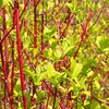 Image 2: Cornus Midwinter Fire Plants