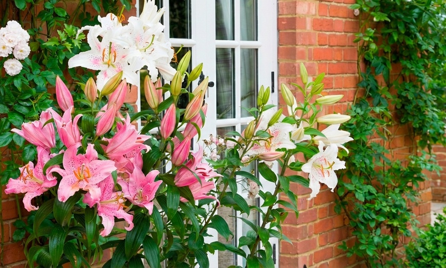 Image 3: 24 or 48 Mixed Giant Oriental Lily Bulbs