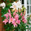 Image 3: 24 or 48 Mixed Giant Oriental Lily Bulbs