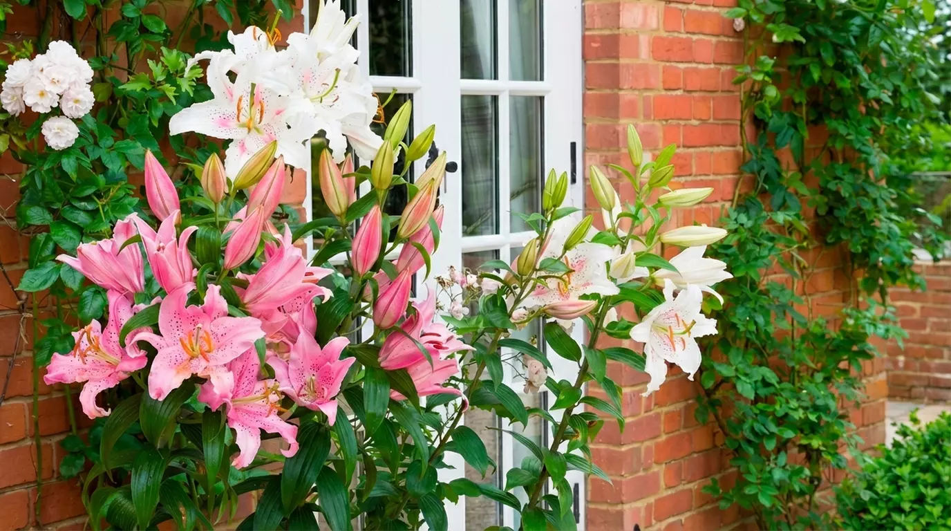 24 or 48 Mixed Giant Oriental Lily Bulbs