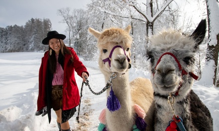 Für 2 Personen: Alpaka Schnupper-Erlebnis im Stall - Pointnerhof Alpakas & Lamas