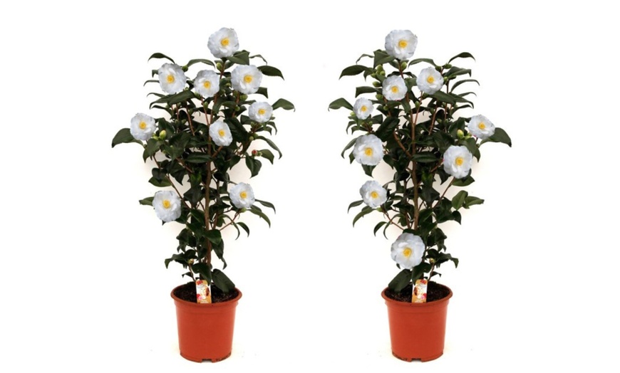 Image 3: 1 of 2 Camellia struiken