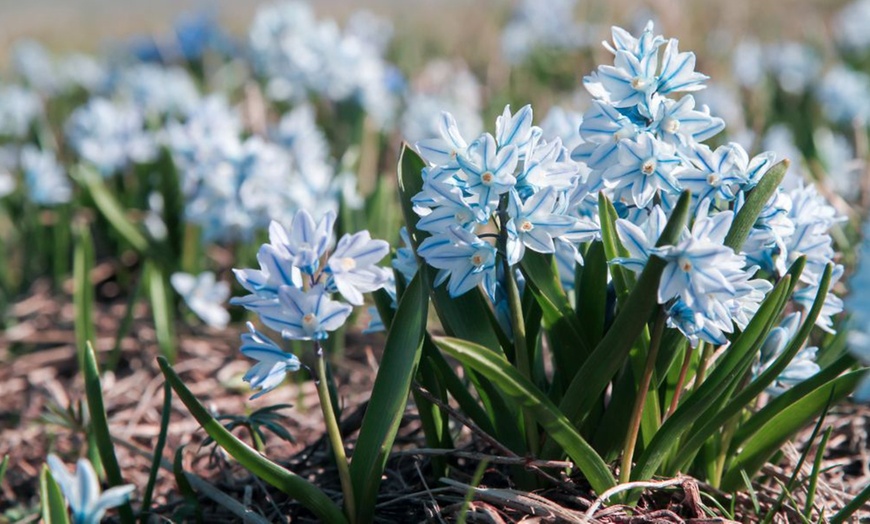 Image 10: Hardy Spring Bulb Collection