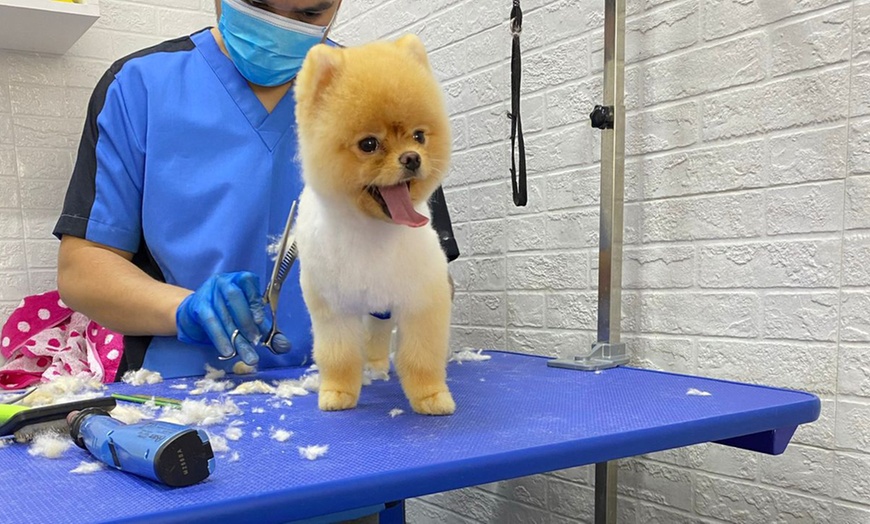 Image 5: Cat or Dog Small | Medium | Large Basic/ Full Grooming OR Washing Only