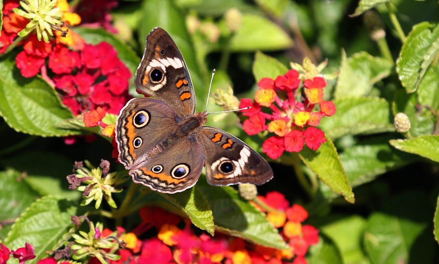 Image 2: Explore 20 Acres of Beauty & Fun at Rotary Botanical Gardens