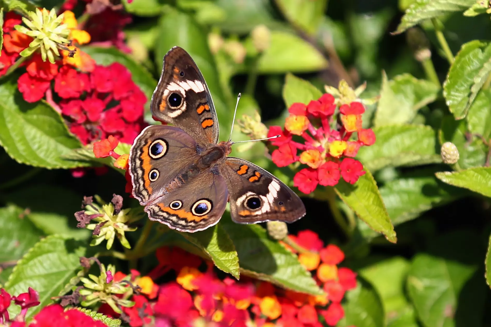 Explore 20 Acres of Beauty & Fun at Rotary Botanical Gardens