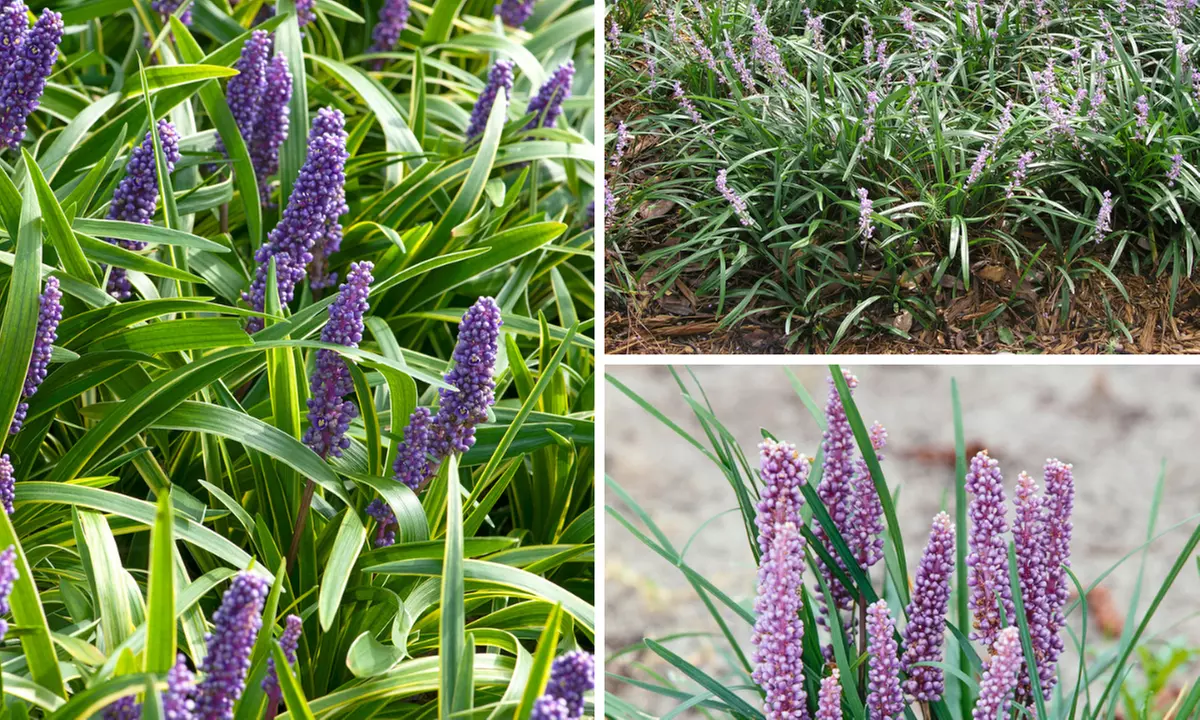 4 of 8 Leliegras gras planten