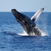 Image 1: Whale Watching Tours – Small Groups, Fast Boats