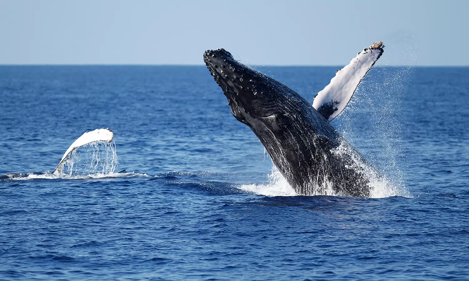 Experience Thrilling Whale Watching Adventures: Small Groups, Expert Guides, and Fast Boats