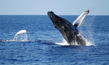 Three Hour Whale Watching Tour for 6 - Private - Adventure Whale Watching