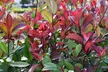 Photinia 'Red Robin' - Standard Tree or Potted Plants - Image 2