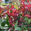 Image 2: Photinia 'Red Robin' - Standard Tree or Potted Plants