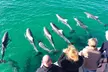 Kangaroo Island Ocean Safaris! Explore Coastal Wonders or Snorkel with Seals & Dolphins - Image 2