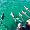 Image 2: 75-Minute or 2-Hour Kangaroo Island Coastal Safari Boat Tour