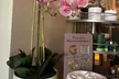 75-Min Aroma, 70- or 100-Min Lymph Drainage or 60-Min Contouring Massages and Lymph Drainage (Up to 39% Off) - Second Medium