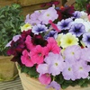 Image 2: Summer Flowering Petunia Plants - Frenzy or Fragrant Frills and Spills